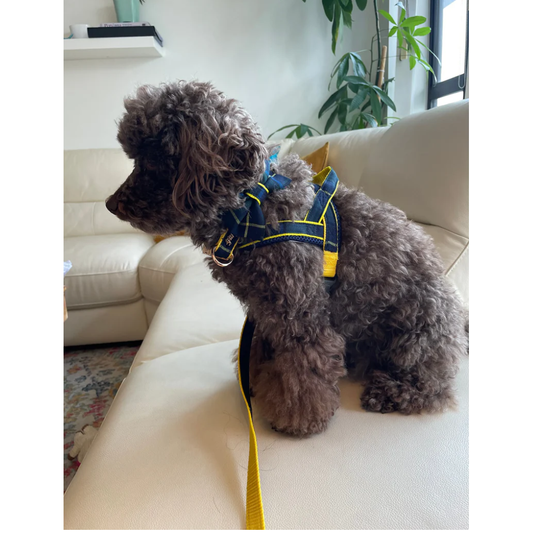 Scotland tartan leash with hands-free extension