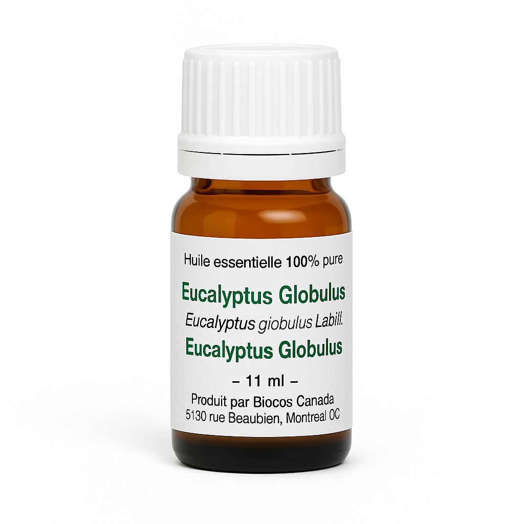 Eucalyptus Globulus