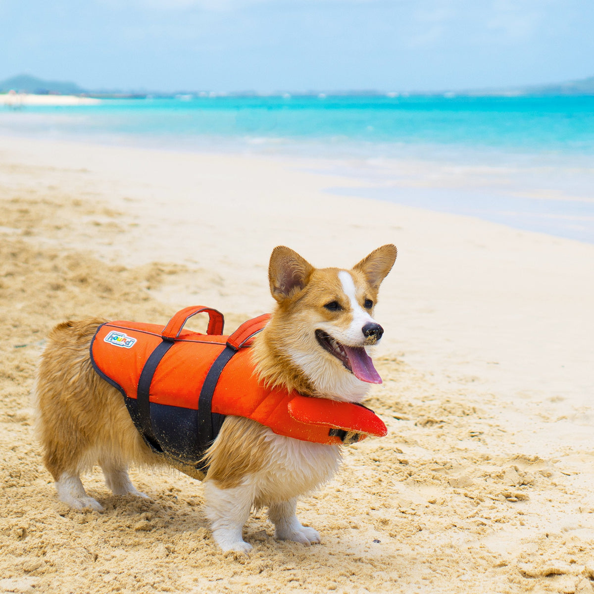Outward Hound Granby Splash Dog Life Jacket with Handle, Reflective Floating Vest for Swimming & Boating, Maximum Buoyancy, All Skill Levels, Extra-Small Dogs & Puppies (11–15" Girth), Orange, X-Small 🍁 All In One Marketplace Canada