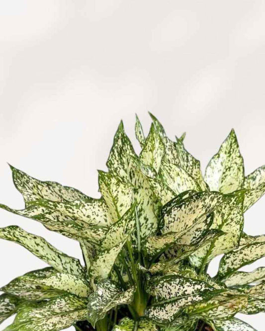 Chinese Evergreen Spring Snow