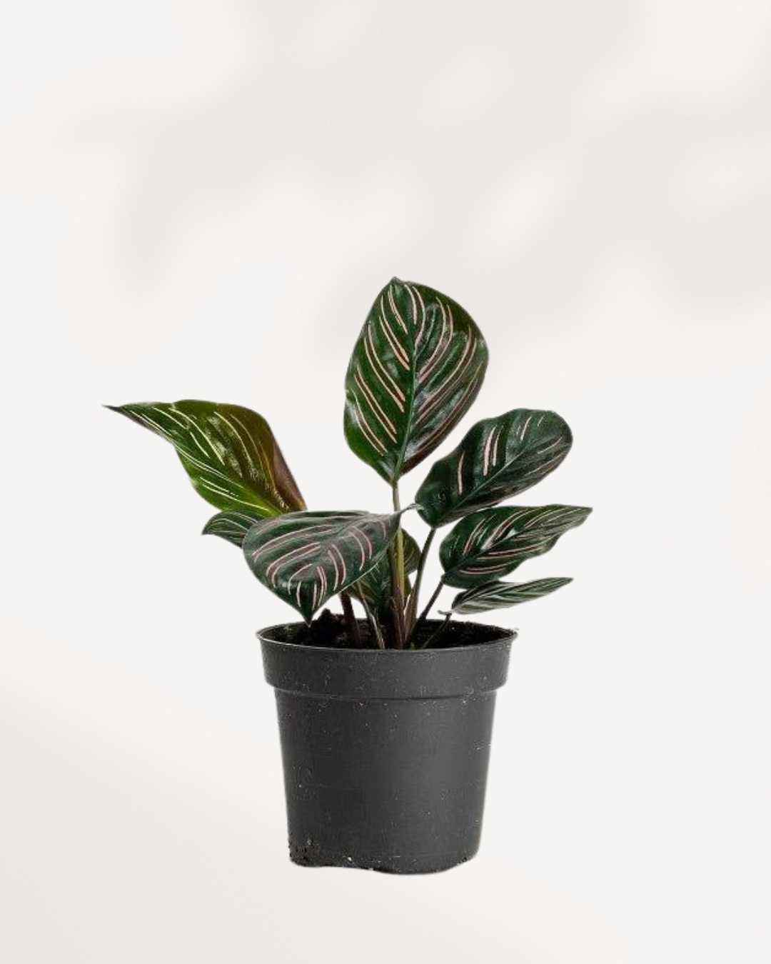 Calathea Ornata Pinstripe