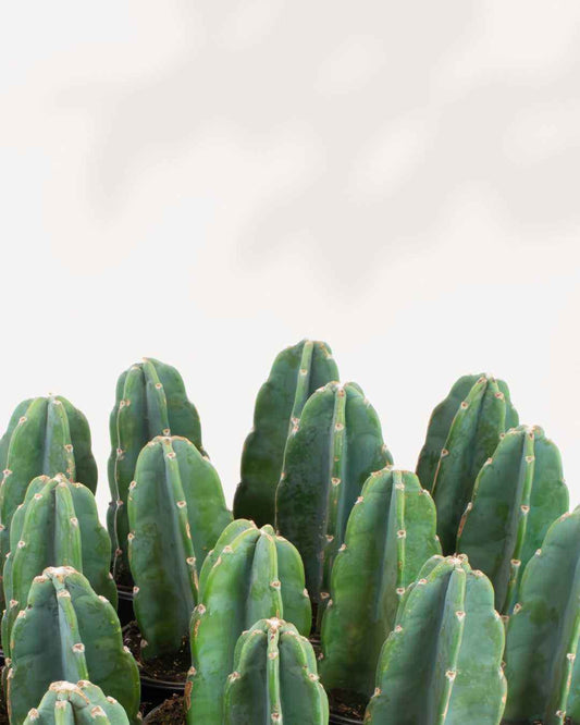 Cactus Cuddly