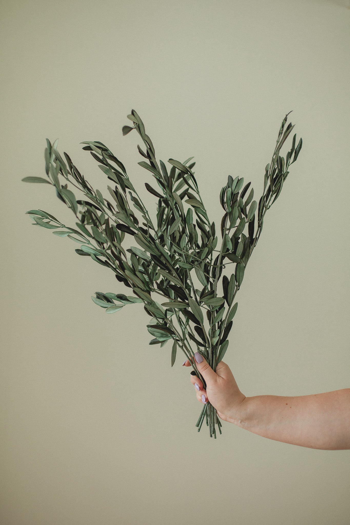 イタリア産オリーブの茎