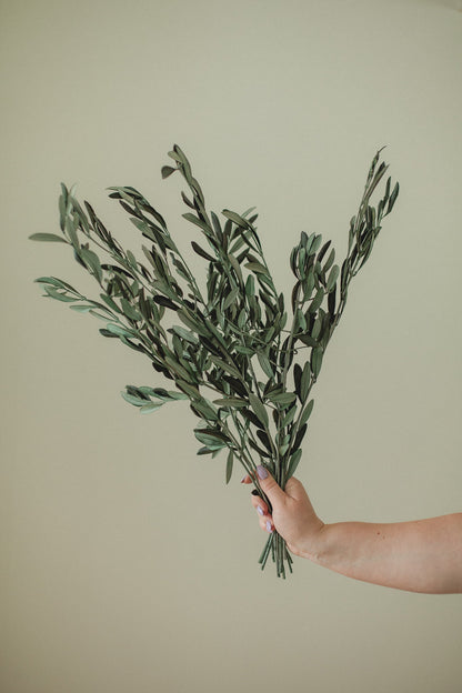 イタリア産オリーブの茎