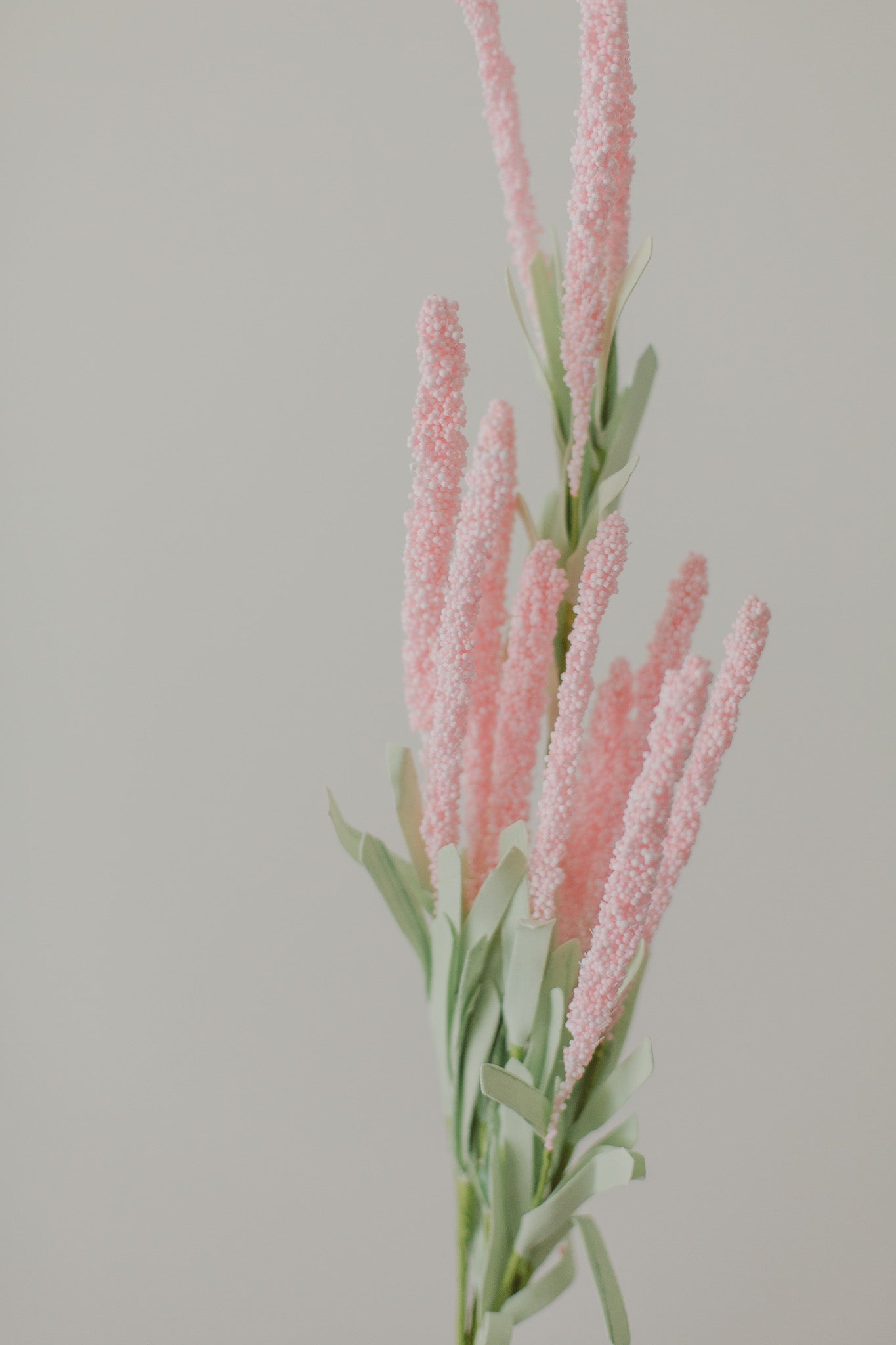 Amaranthblüten