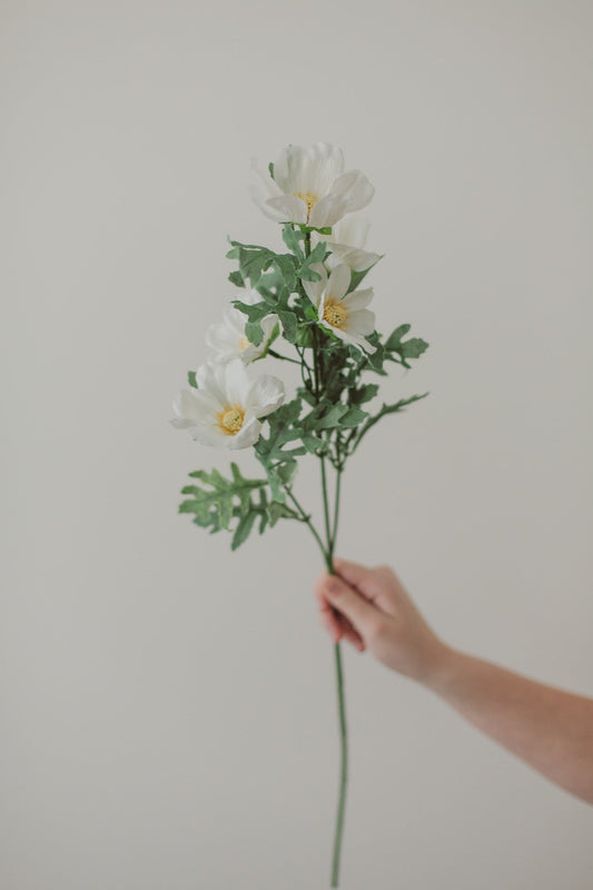 Cosmos Flowers