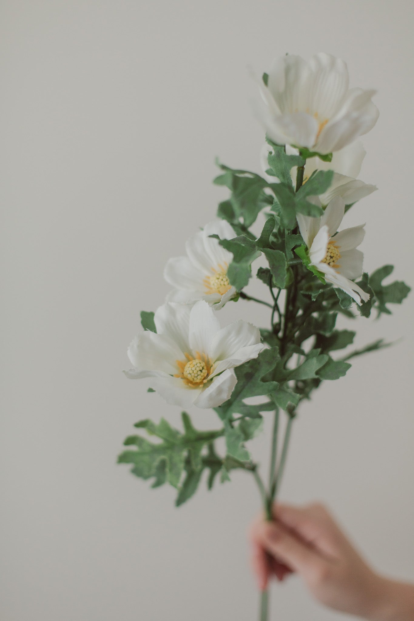 Cosmea