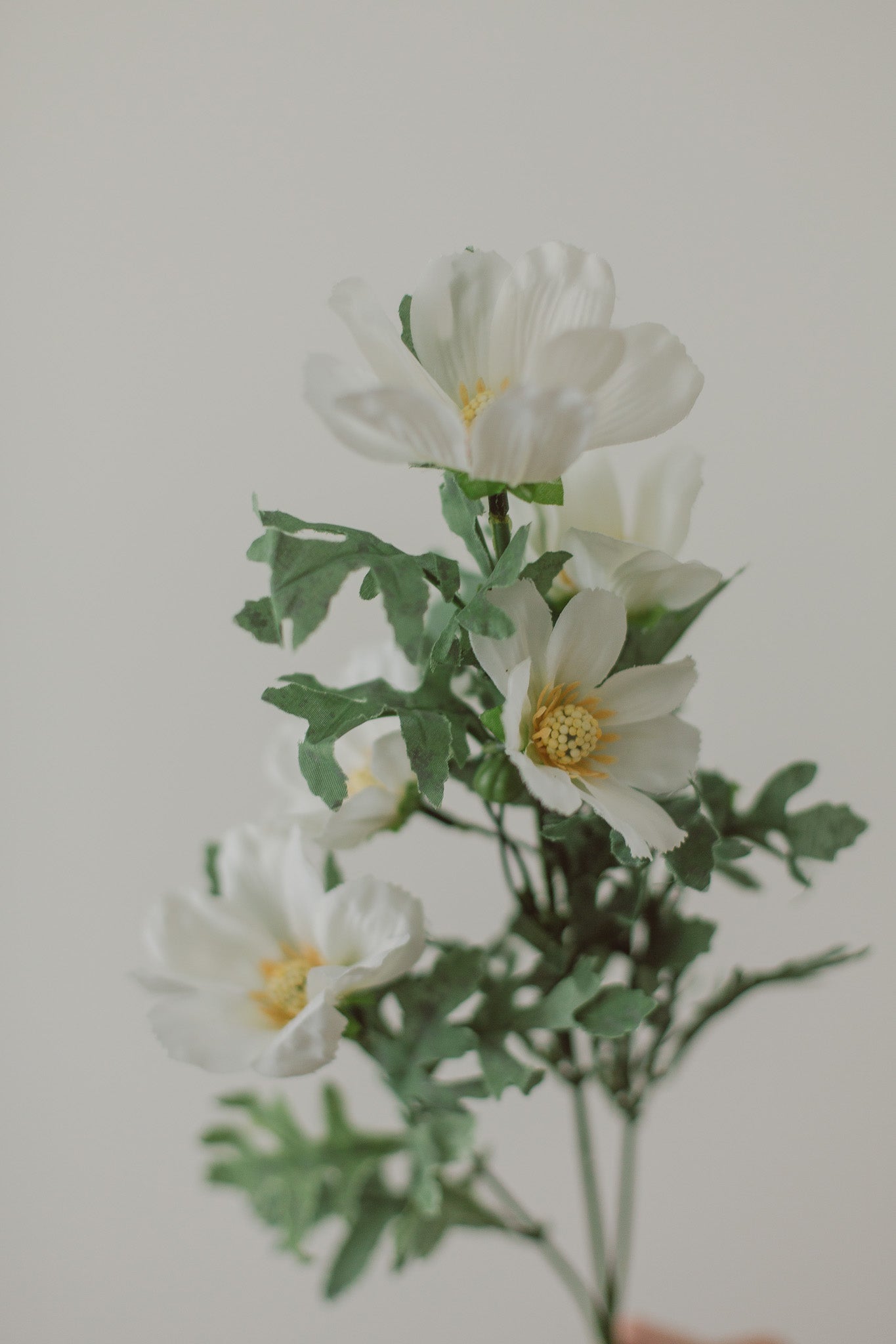 Cosmea