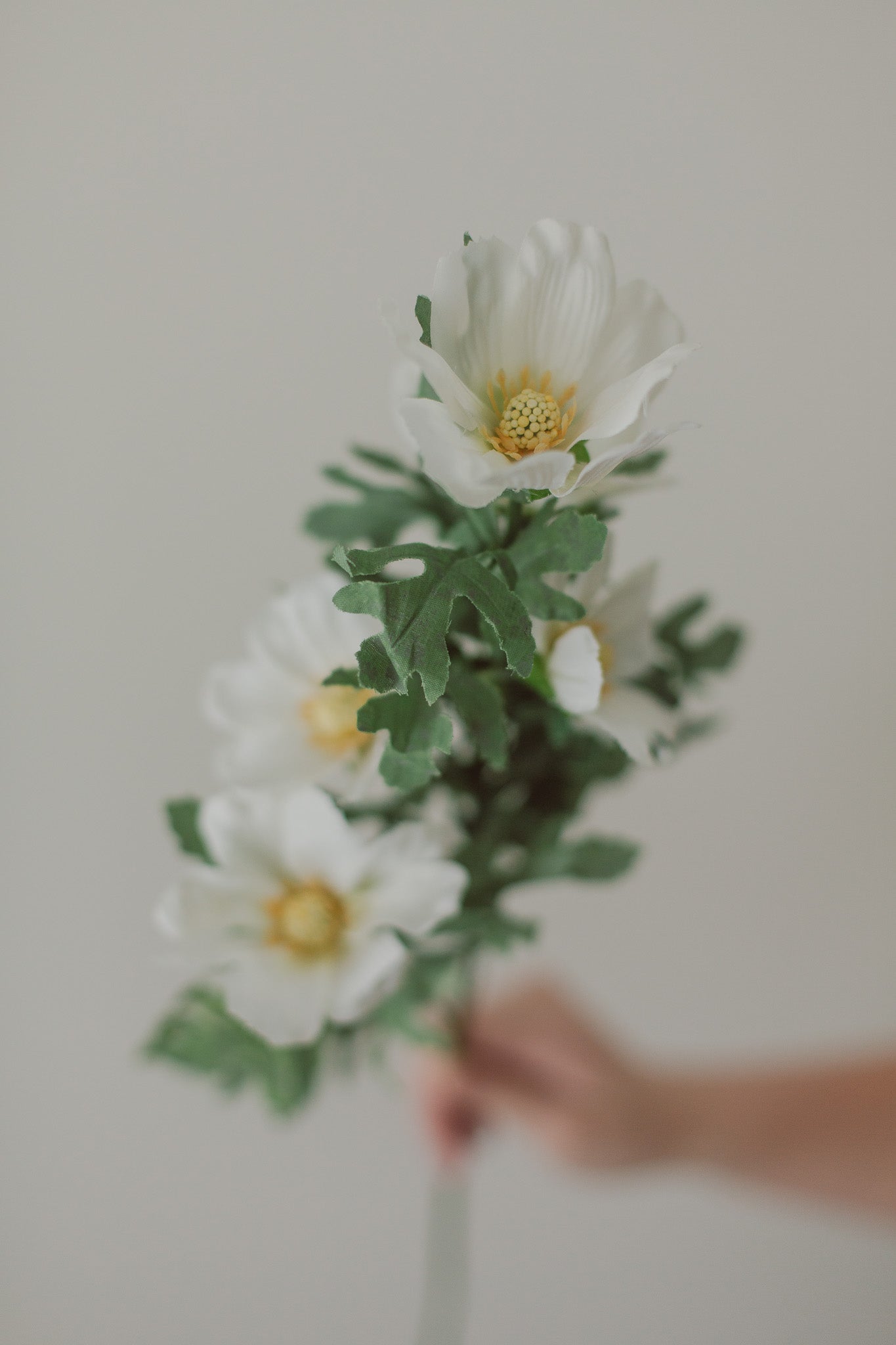 Cosmea