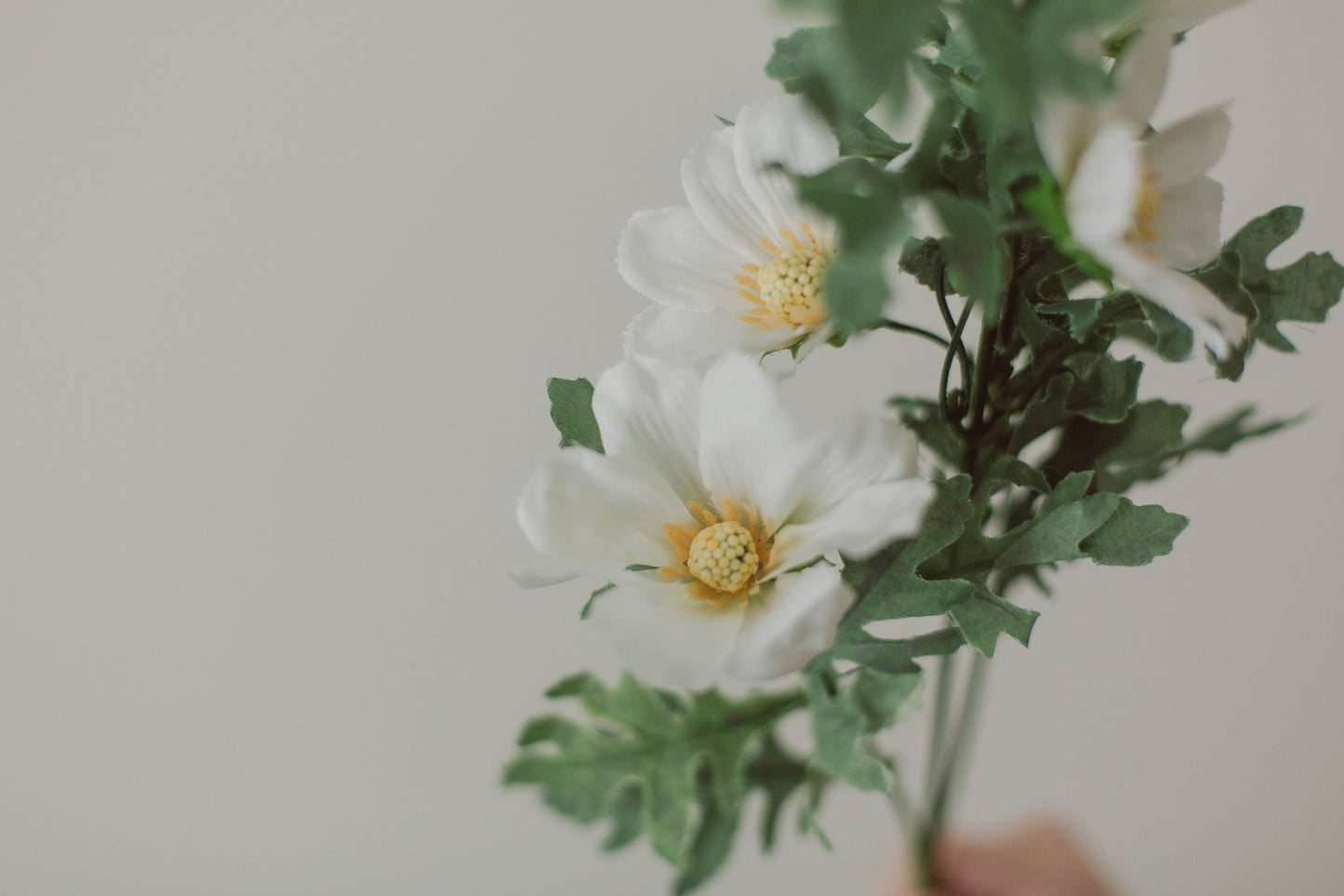 Cosmea