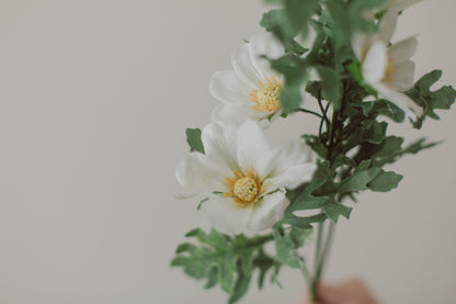 Cosmea