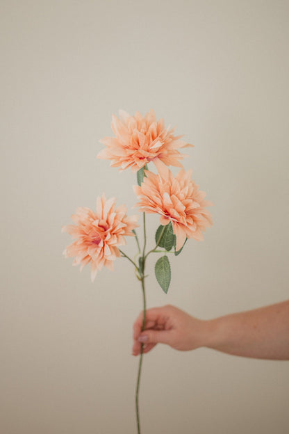 Dahlie