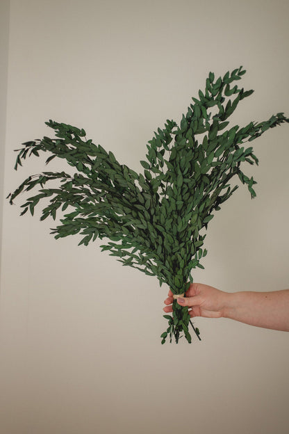 Konservierter Short Willow Eukalyptus (Parvifolia)