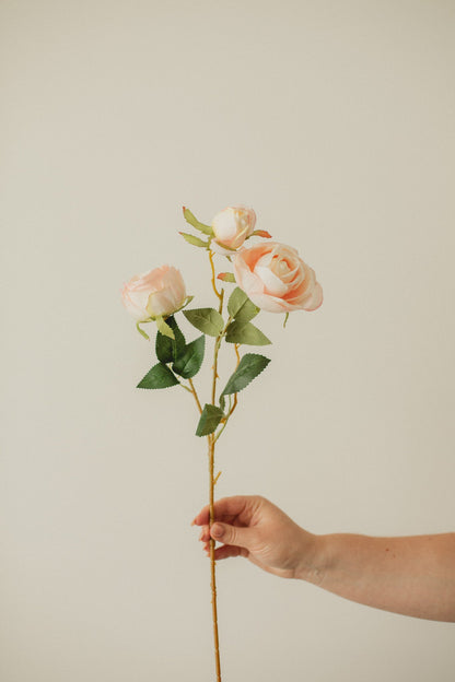 Italian Rose