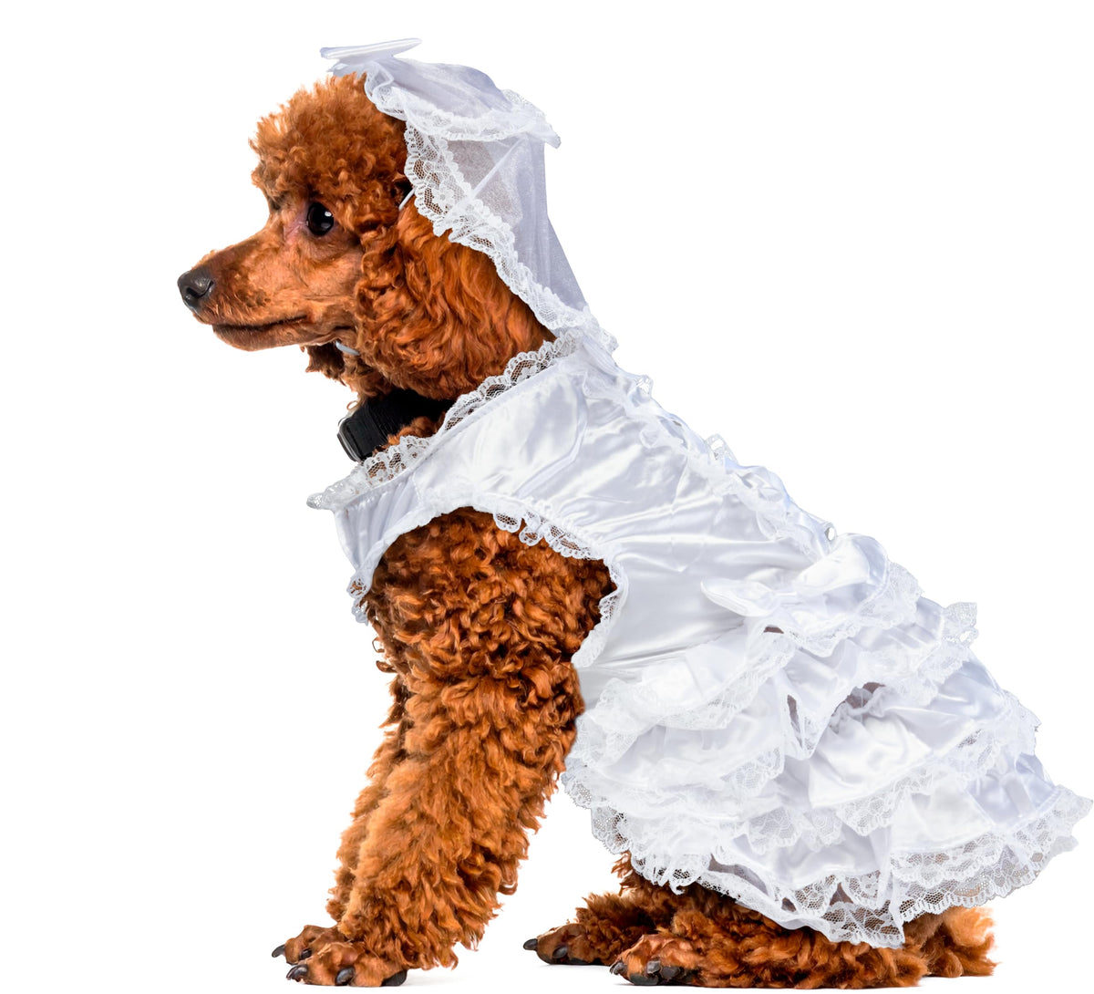Rubies Costume Co Halloween Classics Collection Pet Costume, Medium, Bride