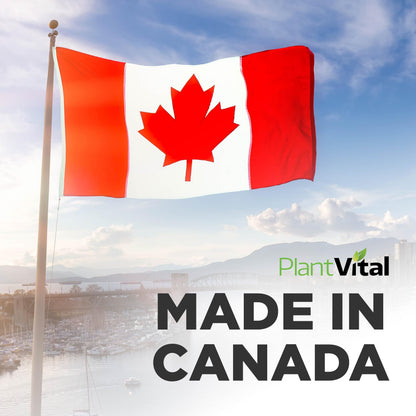 PlantVital Coenzyme Q10 - Made in Canada - 400mg (2 capsule per day) - CoQ10 Supplement - Support Cardiovascular Health - High-Potency - Helps Reduce Migraine Frequency - 45 Days Supply - 90 Capsules 🍁 All In One Marketplace Canada