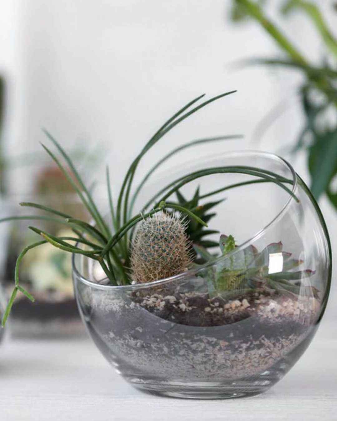 Cactus Mystery Box