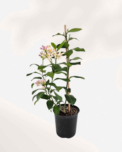Citrus Meyer Lemon