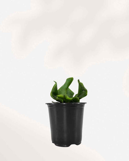 Cobra Fern