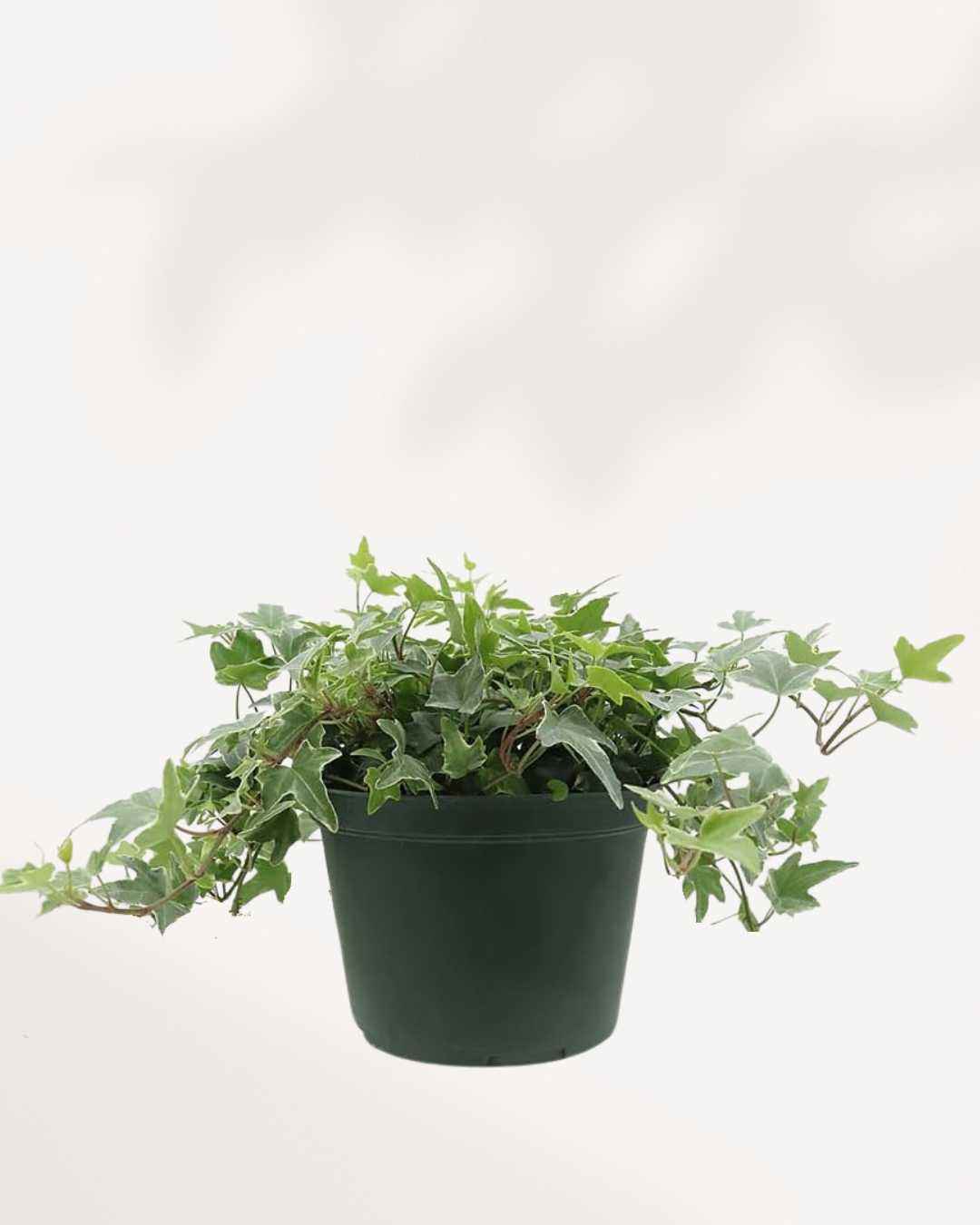 English Ivy Variegated