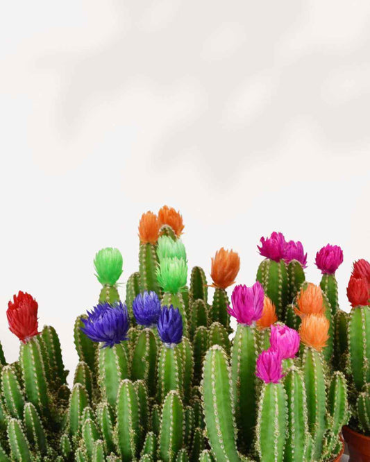 Fairy Castle Cactus