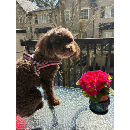 Blossom leash with hands-free extension