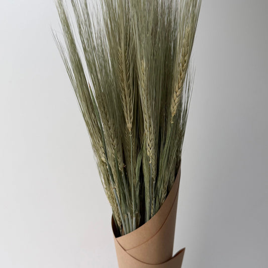 Orge