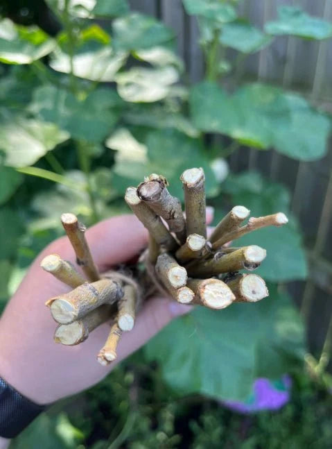Willow Branch Bundle for Rabbits