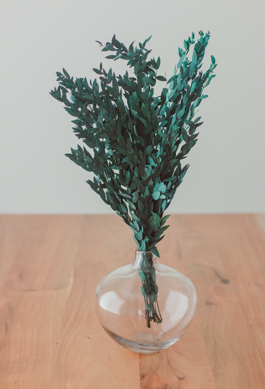 Konservierter Short Willow Eukalyptus (Parvifolia)