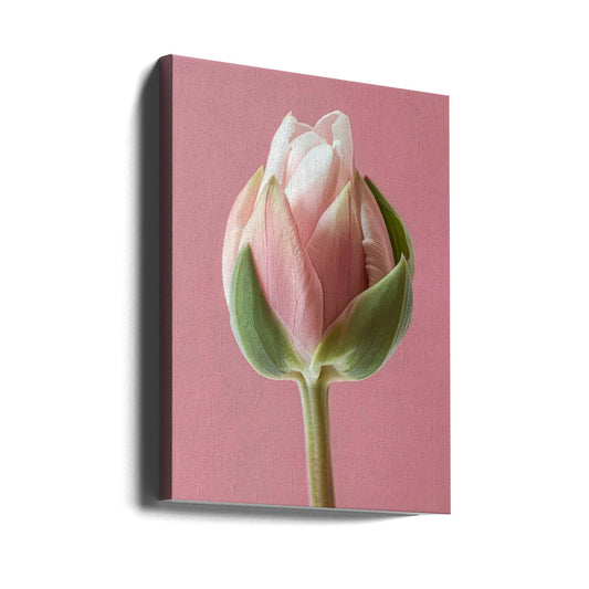 Wandbild Rosa Tulpe