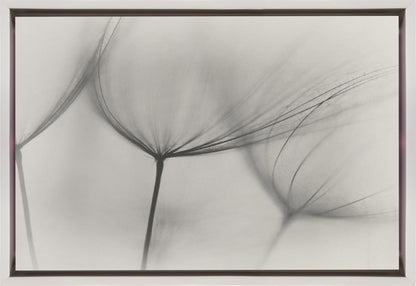 Wall art Tragopogon