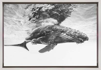 Humpback whale calf