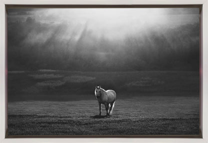 Wall art morning appearance. Hourses