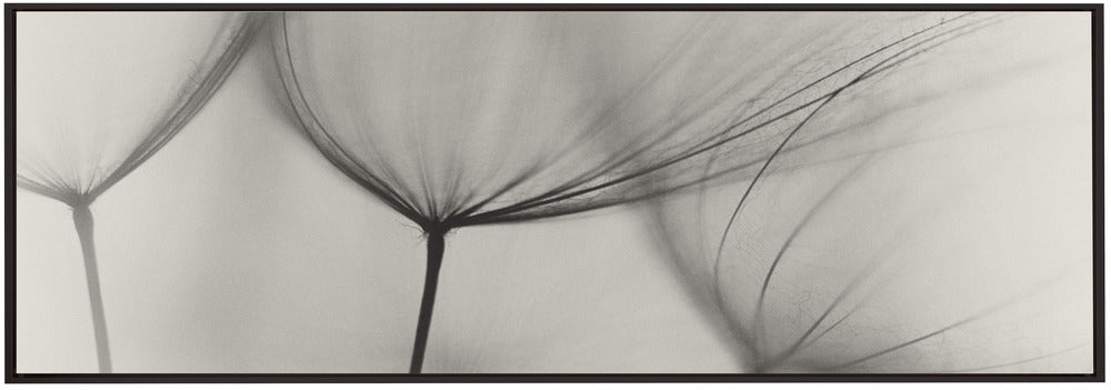 Wall art Tragopogon