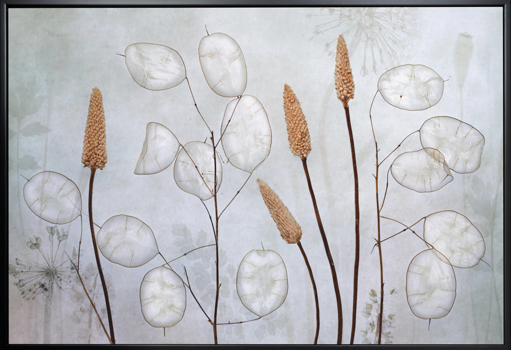 Lunaria