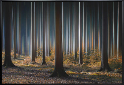 Wall art Mystic Wood
