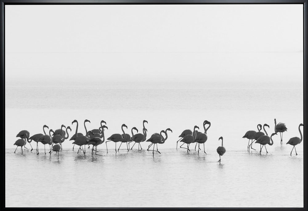 Wandbild Flamingos