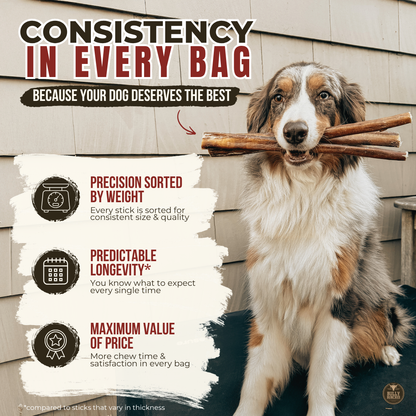 6 Inch Standard Braided Bully Stick