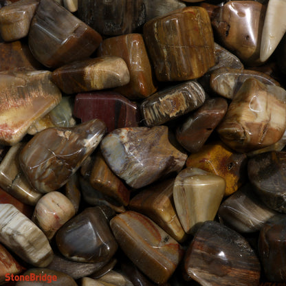 Petrified Wood Tumbled Stones - Madagascar