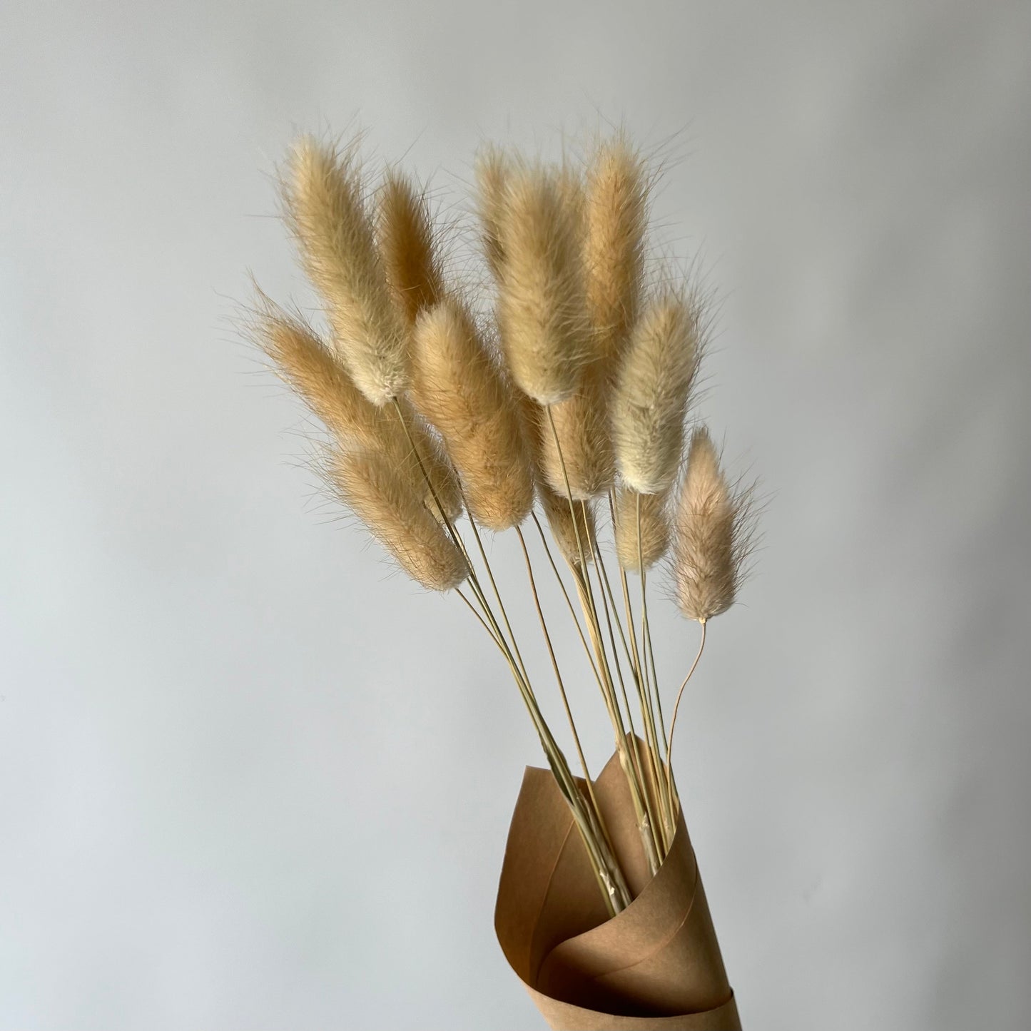 Lagurus natur