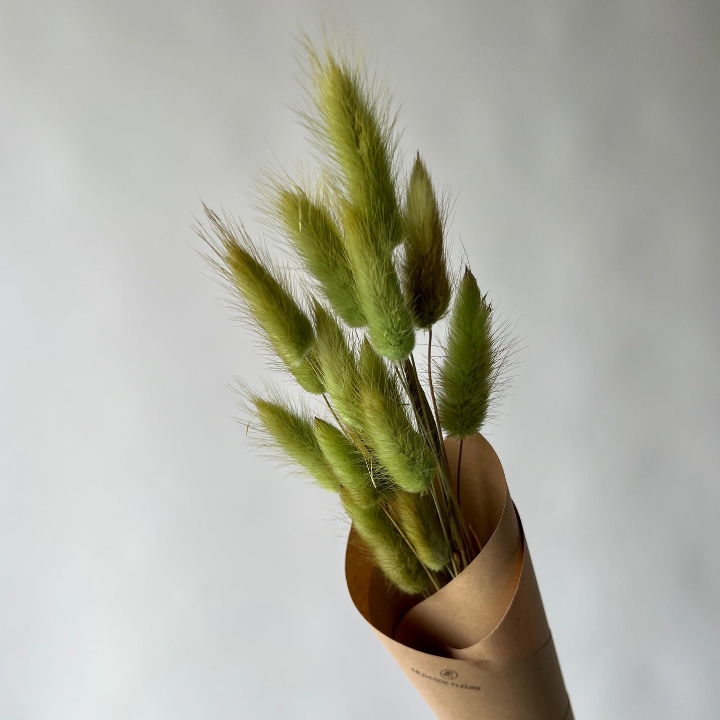 Verts-Schwanzhäschen