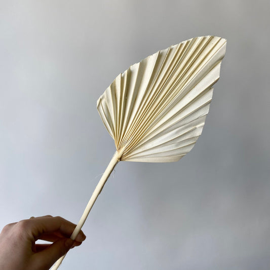 Palmetto blanc taillé