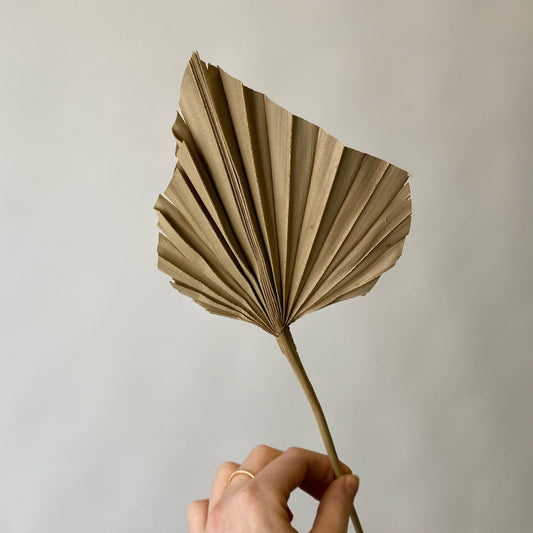Palmetto taillé