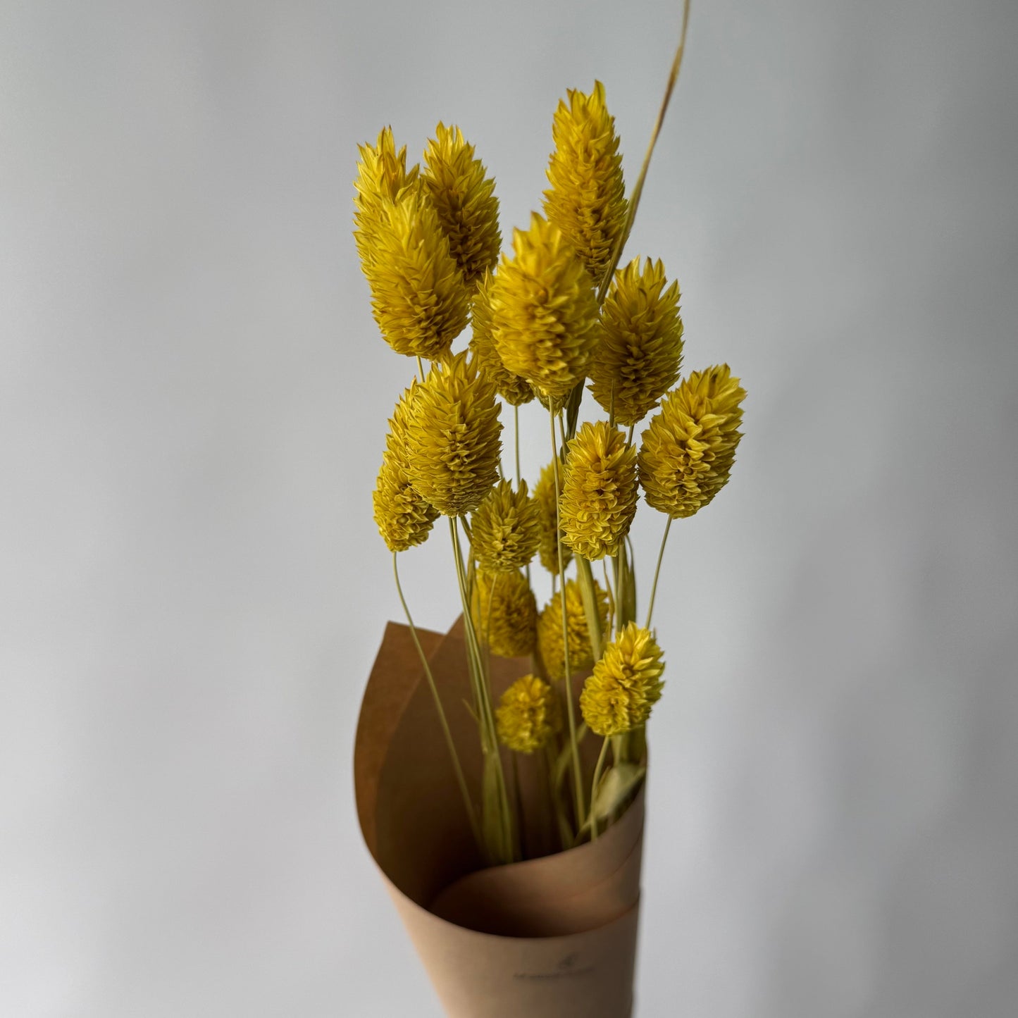 Phalaris jaunes