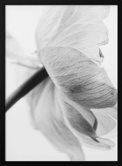 Wandbild Leinwandbild Blühende Blume