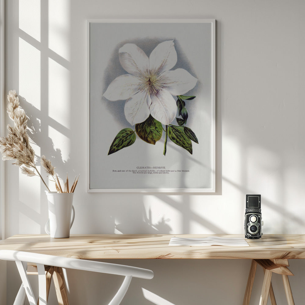 Wandkunst Lithographie Waldrebe