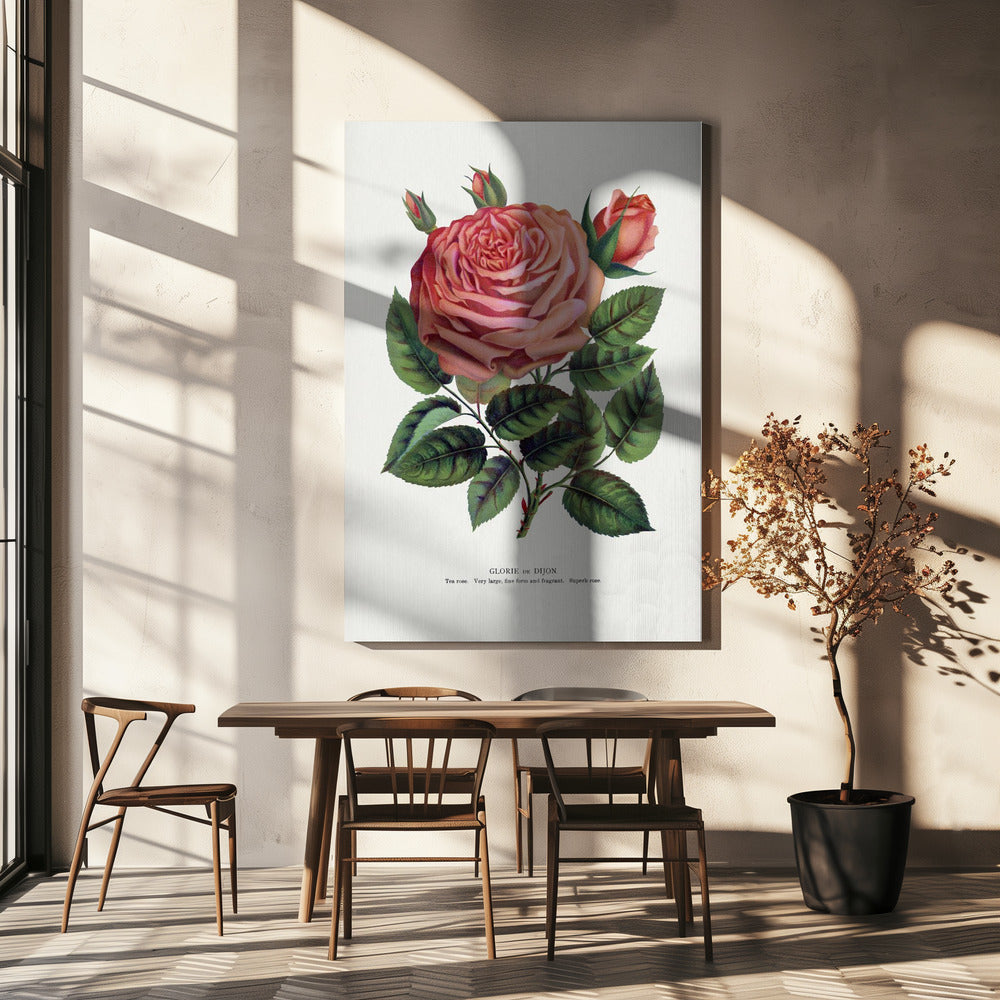 Pink Rose, Glorie De Dijon Lithograph