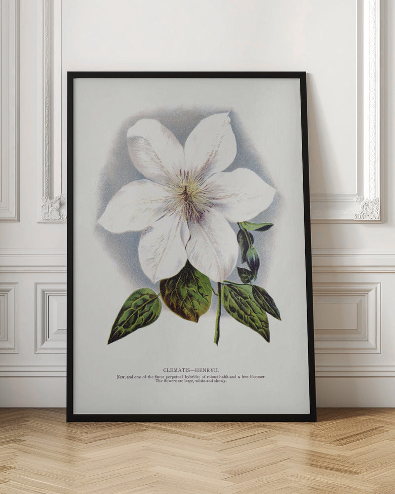 Wandkunst Lithographie Waldrebe