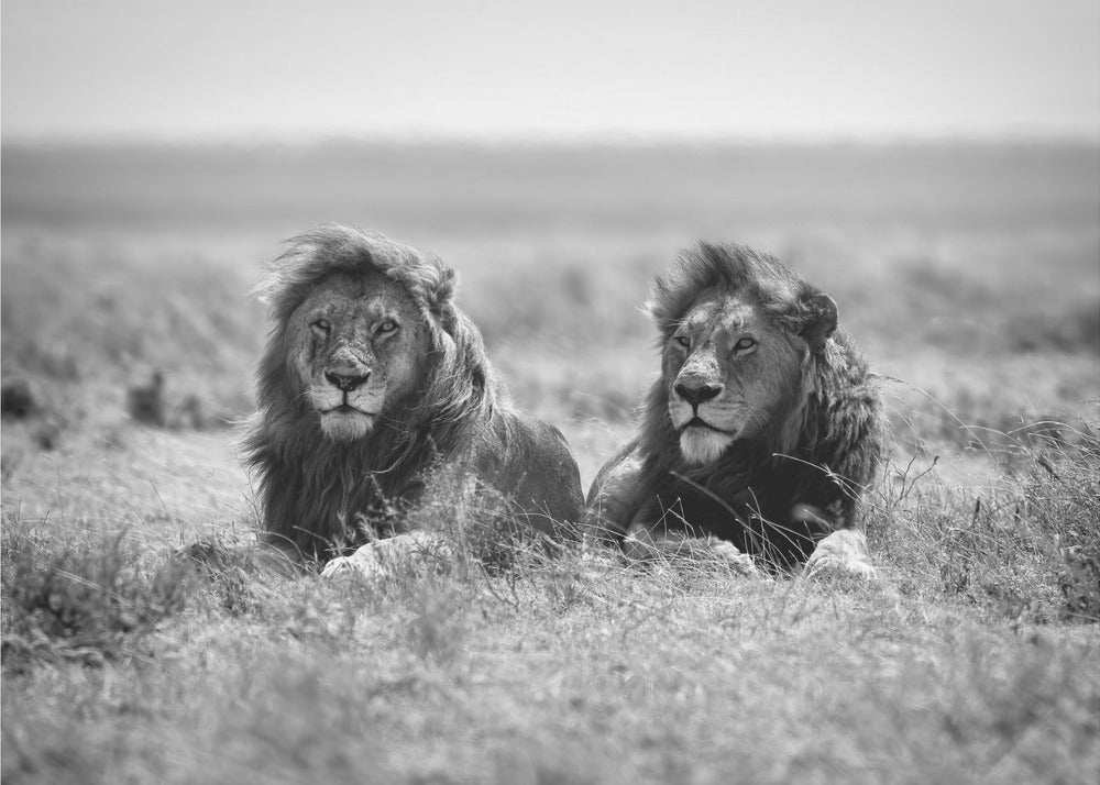 Wall art Two kings