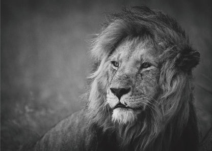 Wall art Regal. Lion